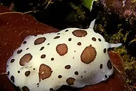 Peltodoris atromaculata