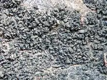 Peltula euploca, a peltate lichen
