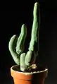 Echinopsis lageniformis f. monstrose (Long form or 'Clone A') also known as penis plant