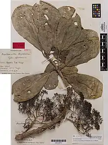 Image of a herbarium specimen of Pennantia baylisiana collected by Geoff Baylis