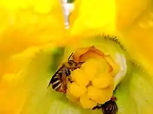 Squash bees (Apidae) are important pollinators of squashes and cucumbers.