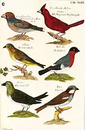 A set of coloured bird prints, showing (clockwise top to bottom) a Hawfinch, a Northern Cardinal, a Bullfinch, a House Sparrow, a Crossbill and a Greenfinch.