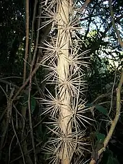 Mature stem at Ilanda Wilds