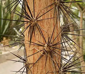 Areoles and spines of the tree-like Rhodocactus grandifolius.