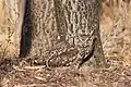 A spotted eagle-owl blends in perfectly with its surroundings. Photographed at the Owl Rescue Centre in the North West Province of South Africa