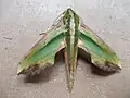 Leaf-shaped moth (Pergesa acteus)