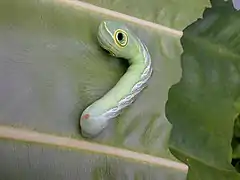 Caterpillar with extended eyespot