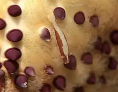 A symbiotic shrimp (Periclimenes soror)