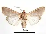Ventral view of male