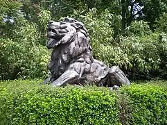 Lion at the National Zoo