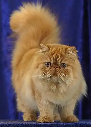 Persian cat