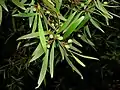 Leaves and fruitErrinundra National Park