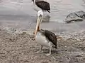 Peruvian pelican in Pan de Azúcar National Park, Chile