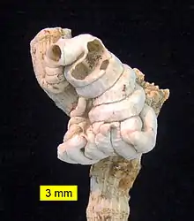 Vermetid gastropod Petaloconchus intortus attached to a branch of the coral Cladocora from the Pliocene of Cyprus