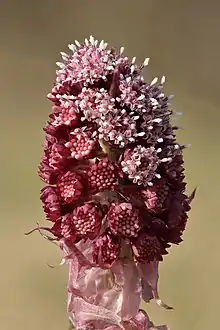 Photograph of a flower-head