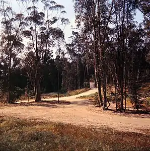 Peters Canyon Road, surrounded by eucalyptus trees, in April 1966.