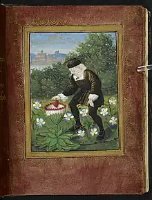 Miniature from the Petit Livre d'Amour (c. 1500), showing the author Pierre Sala [fr] depositing his heart in a marguerite flower (symbolizing his mistress, who was called Marguerite). Also worth mentioning is the miniature on fol. 13r, showing two women catching winged hearts in a net.