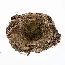 Image of Petroica traversi nest from the collection of Auckland Museum