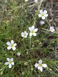 Inflorescence