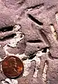 Petroxestes borings in an Ordovician hardground, southern Ohio