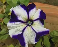 Petunia 'Ultra Blue Star'