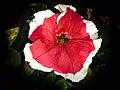 A red petunia with a white border