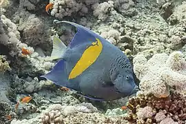 Pez ángel de barra amarilla (Pomacanthus maculosus), parque nacional Ras Muhammad, Egipto, 2022-03-26, DD 138