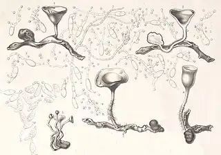 Painting called Peziza tuberosa parasit on Anemone nemorosa by Charles Tulasne (1865). The fungus depicted was renamed Dumontinia tuberosa.