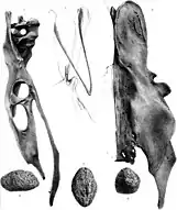 Gizzard stone, and pelvic and wishbones