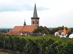 Church and vineyards in Pfeddersheim
