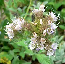 Phacelia argentea