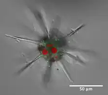 Phaeocystis symbionts within an acantharian host