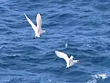 Flying backwards courtship ritual. Kīlauea Point, Hawaii