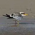 Juvenile at Lagoa do Peixe National Park, Tavares, Rio Grande do Sul state, Brazil