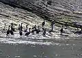 Double-crested cormorants (Phalacrocorax auritus) near Cap Bon-Ami