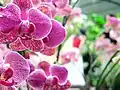 Orchids