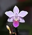 Phalaenopsis equestris var. leucaspis