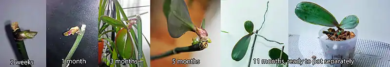 Phalaenopsis keiki growth progression