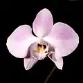 Phalaenopsis sanderianaflower