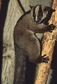 Lemur with black stripes over its eyes clings to a vertical tree branch.