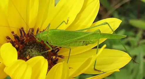 Phaneroptera falcata(Phaneropterinae)