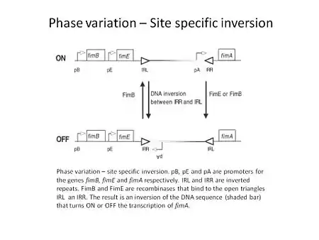 Phase variation site specific recombination - inversion