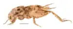 A several-milometer cricket which is mostly reddish-beige on a white background