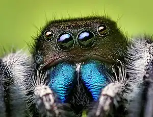 Iridescent chelicerae on an adult male P. audax
