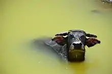 Philippine carabao