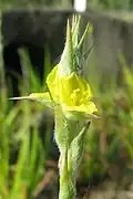 Philydrum lanuginosum flowers