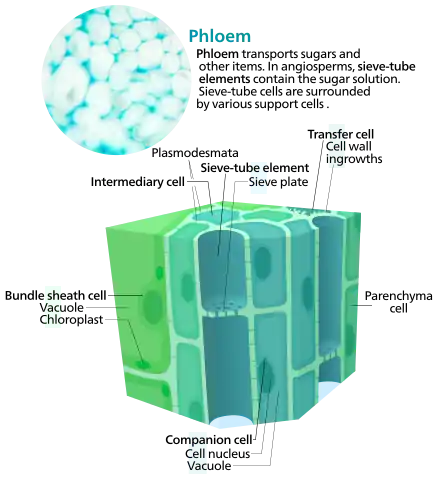 Cross section of some phloem cells