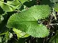 Detail of single cordate basal leaf