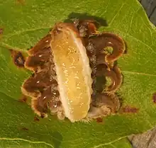 Underside of slug caterpillars of Phobetron pithecium (family Limacododiae) showing the absence of prolegs