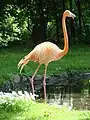 American flamingo